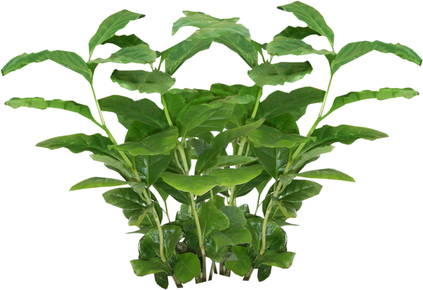 Coffee Plant Clipart Transparent - Cole & Grey 3-piece Iron Pot Planter Set (957x705)