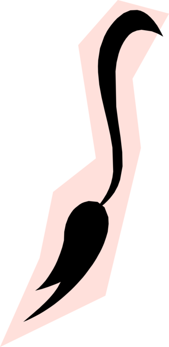 Vector Illustration Of Donkey Tail Symbol - Cola De Burro Png (342x700)
