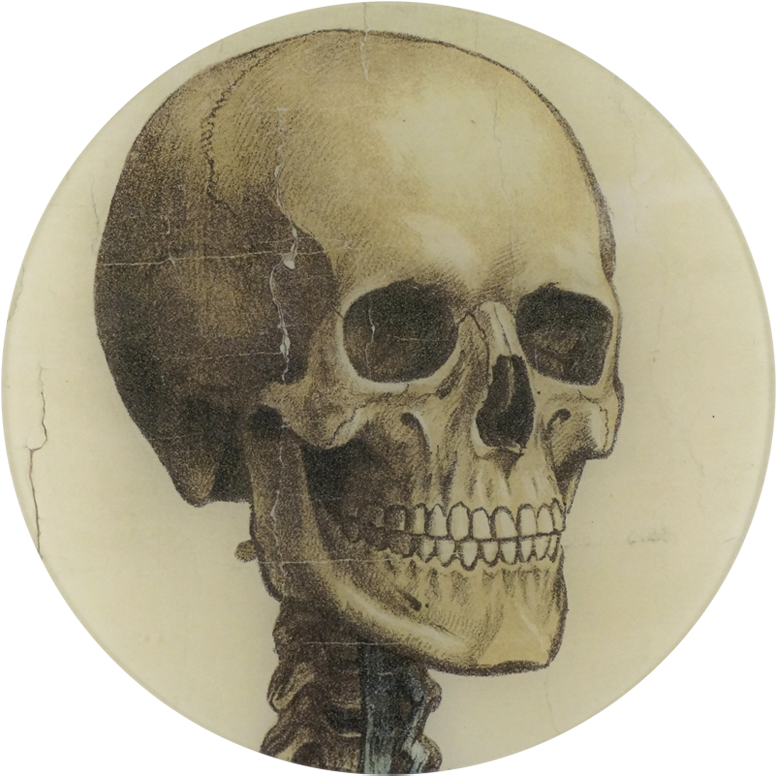 Skull Facing Right (800x800)