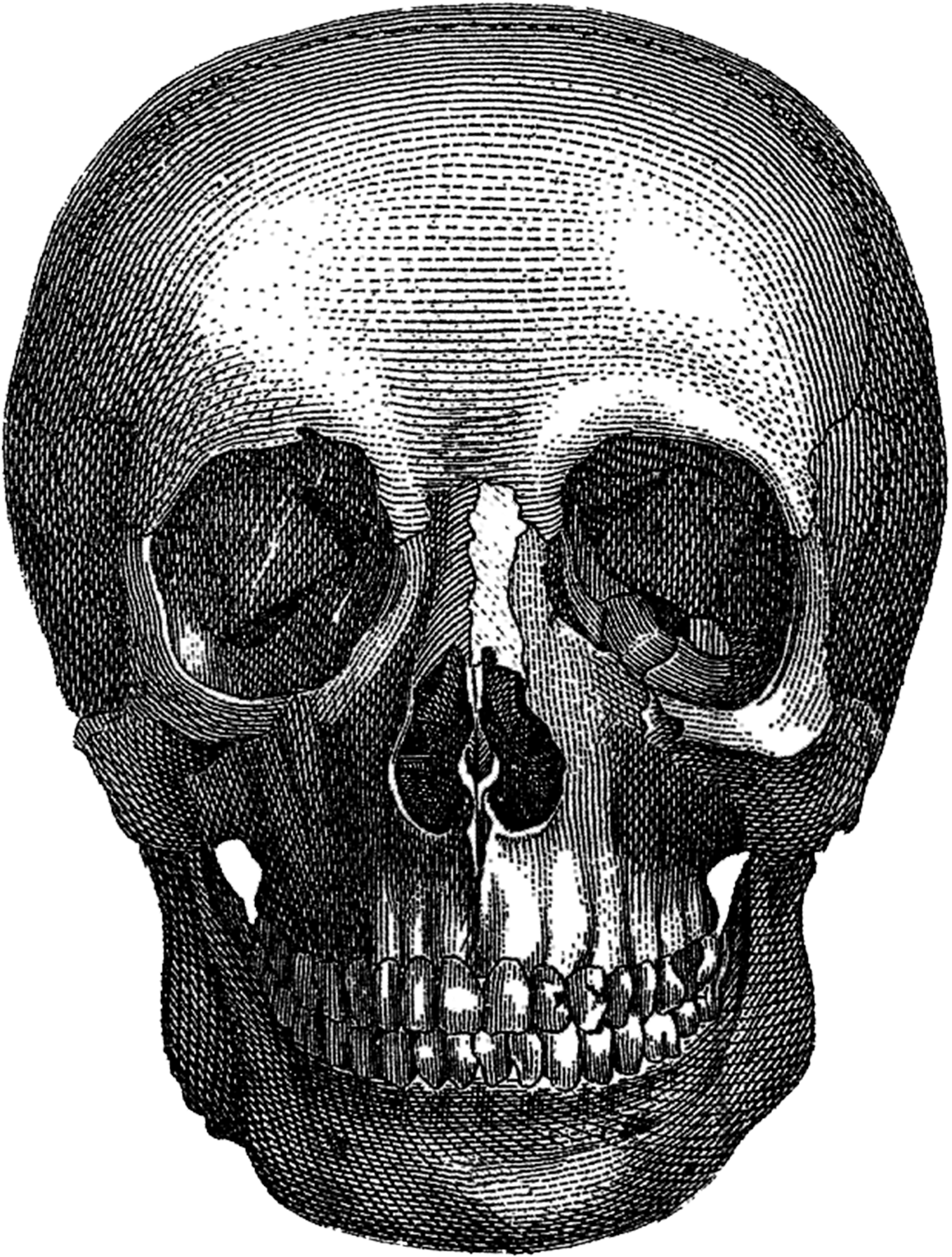 Gothic Art Aesthetics Wanelo Skull - Marmont Hill To Die For By Vicky Butler Painting Print (1359x1800)