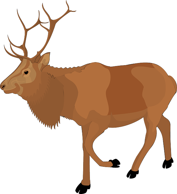 Color, Walking, Moose, Animal, Antlers - Real Reindeer Clipart (585x640)