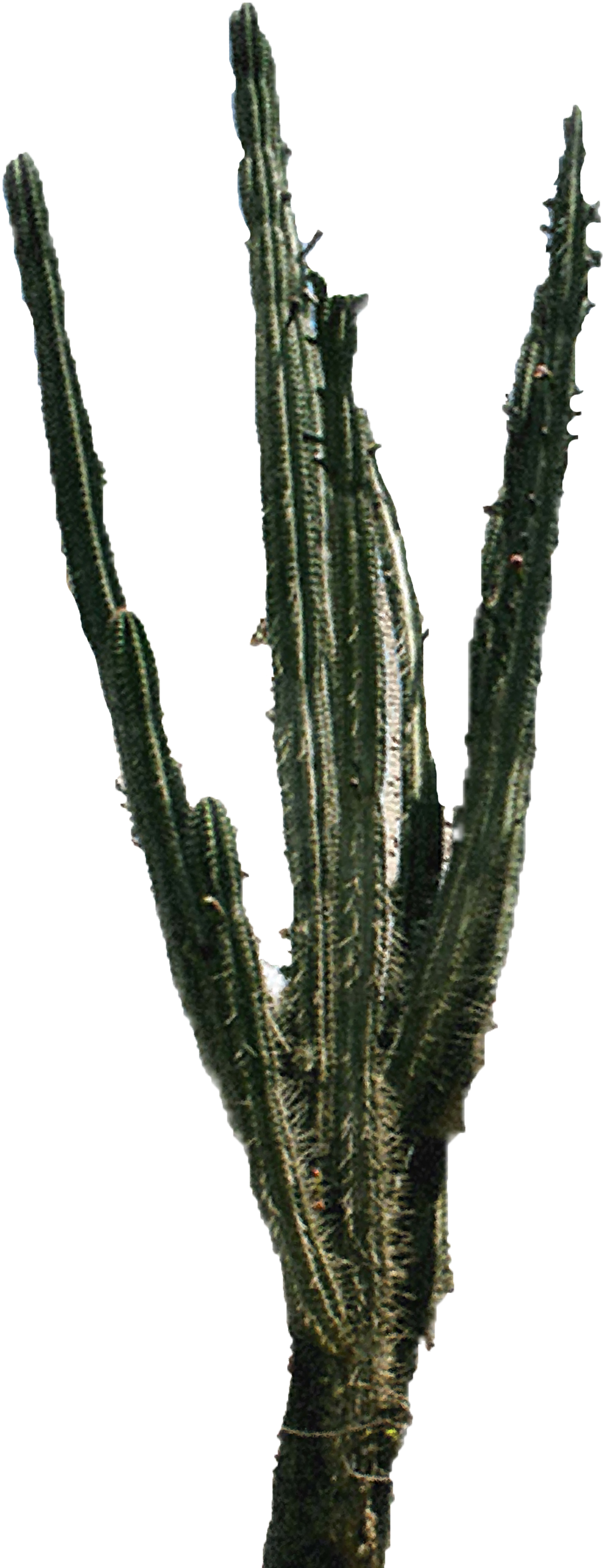 Download Free High-quality Cactus Png Transparent Images - Portable Network Graphics (1800x3600)