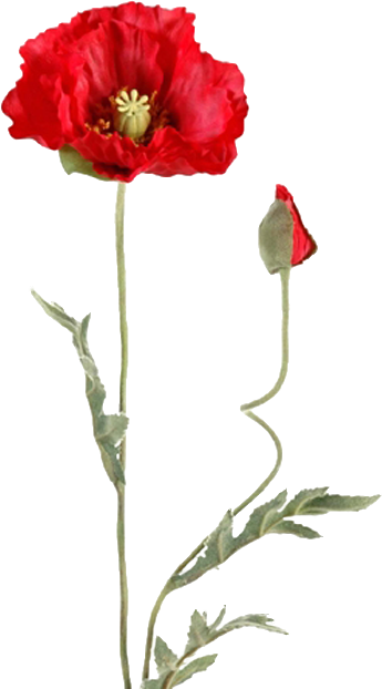 Képtalálat A Következőre - Papaver Tekening Png (345x622)