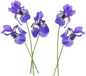 Petunia Clipart Tumblr Flower - Iris Transparent (400x400)