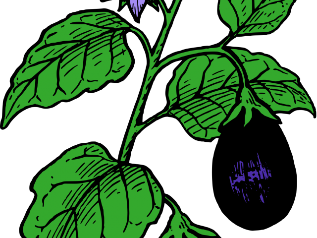 Eggplant Clipart Garden - Eggplant Clip Art (640x480)