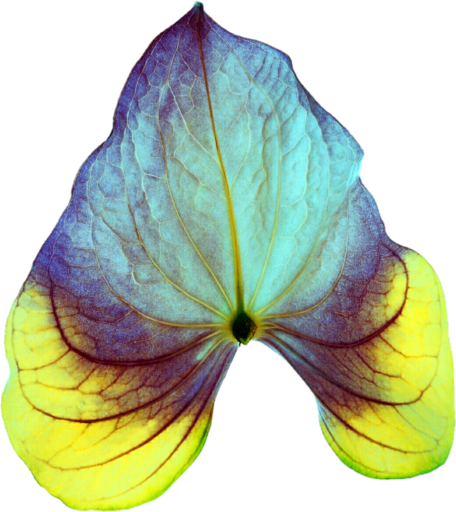Tropical Leaf By Jeanicebartzen27 Tropical Leaf By - Lesser Celandine (935x1034)