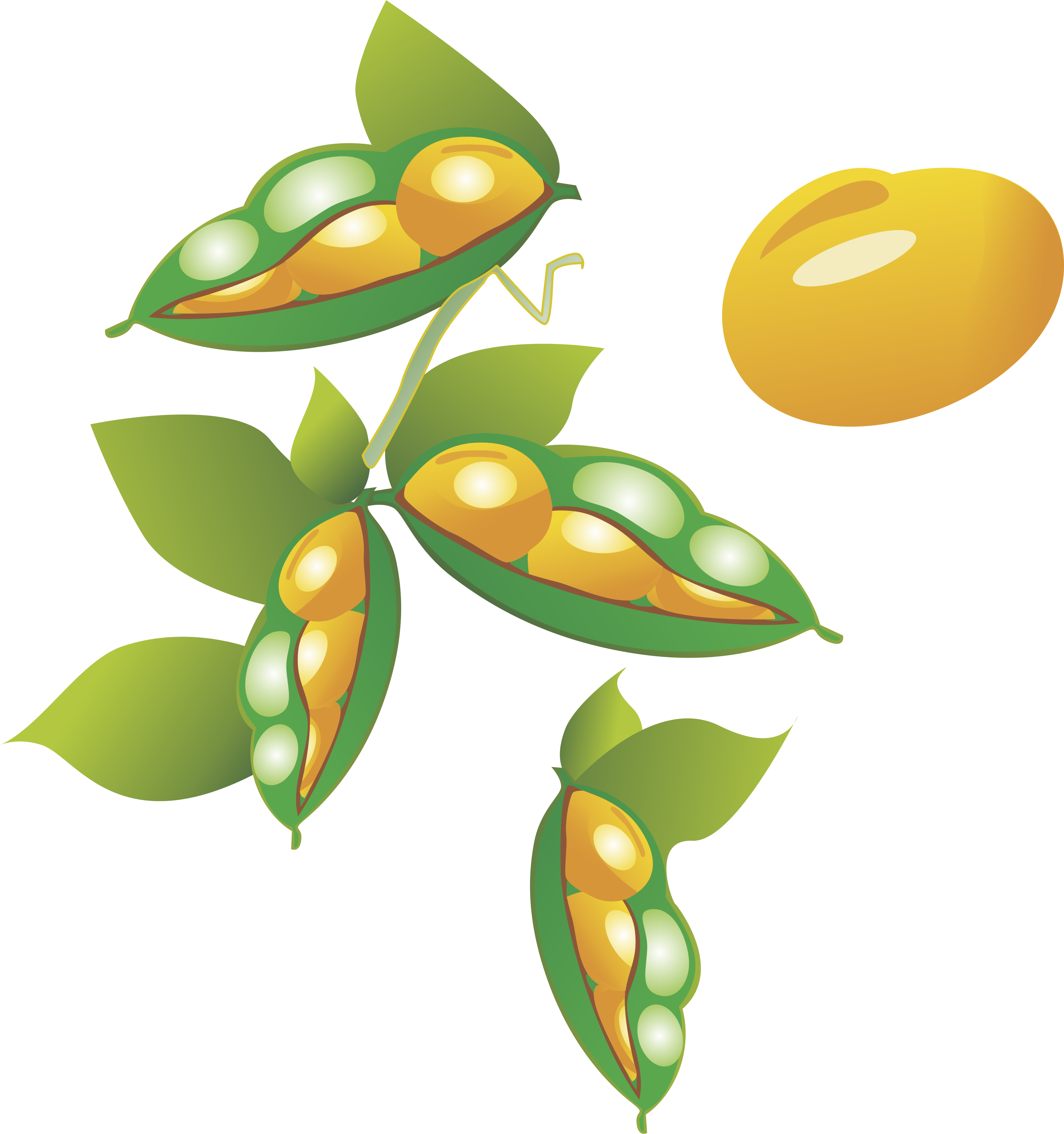 Cartoon Soybean Oryza Sativa - Cartoon Soybean Oryza Sativa (3287x3504)