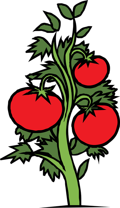 Free Gardening Clipart 16, Buy Clip Art - Tomato Plant Drawing (414x720)