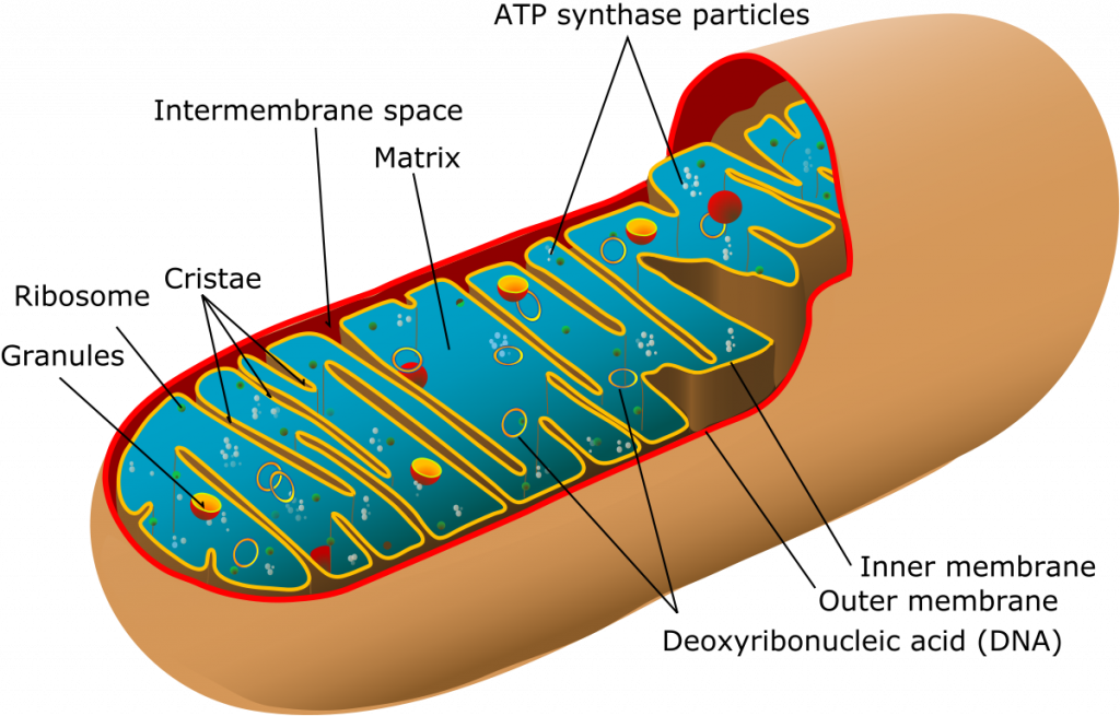The Report Titled “mitochondrial Myopathies Market - Diagram Of A Mitochondria (1024x655)