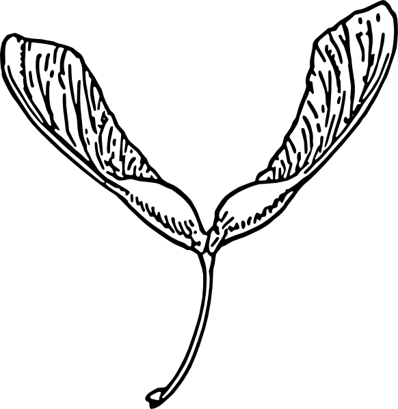 Helicopter Seeds Clip Art (582x597)