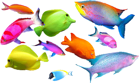 Fish Tropical Transparent - Tropical Fish Transparent (500x298)