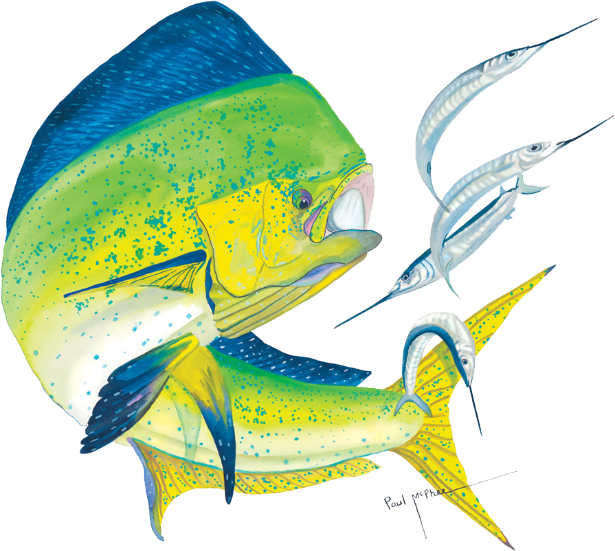 Mahi Mahi T Shirt Seafood Tuna Fish - Mahi Mahi Guy Harvey (900x810)
