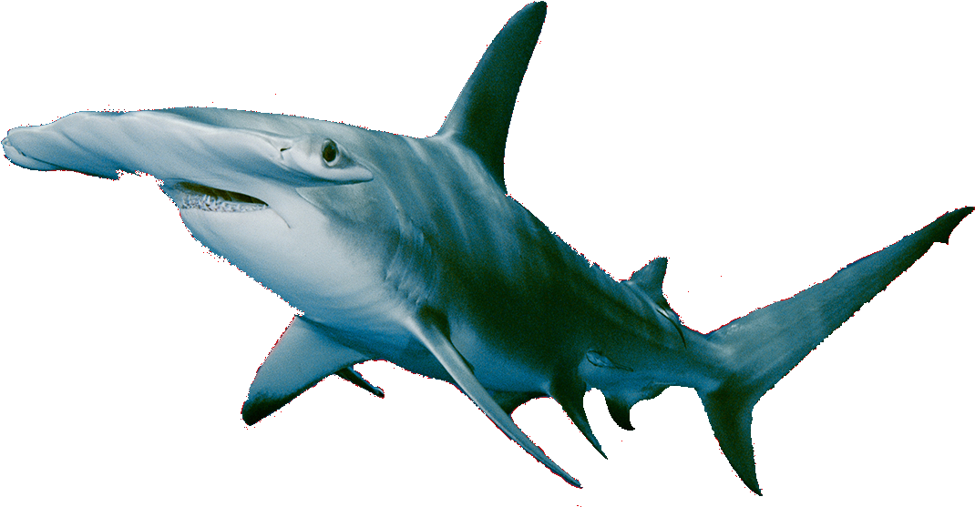 Mako Shark - Attacks - 10 - Fatalities - 1 - Non Fatalities - Hammerhead Shark (1107x594)