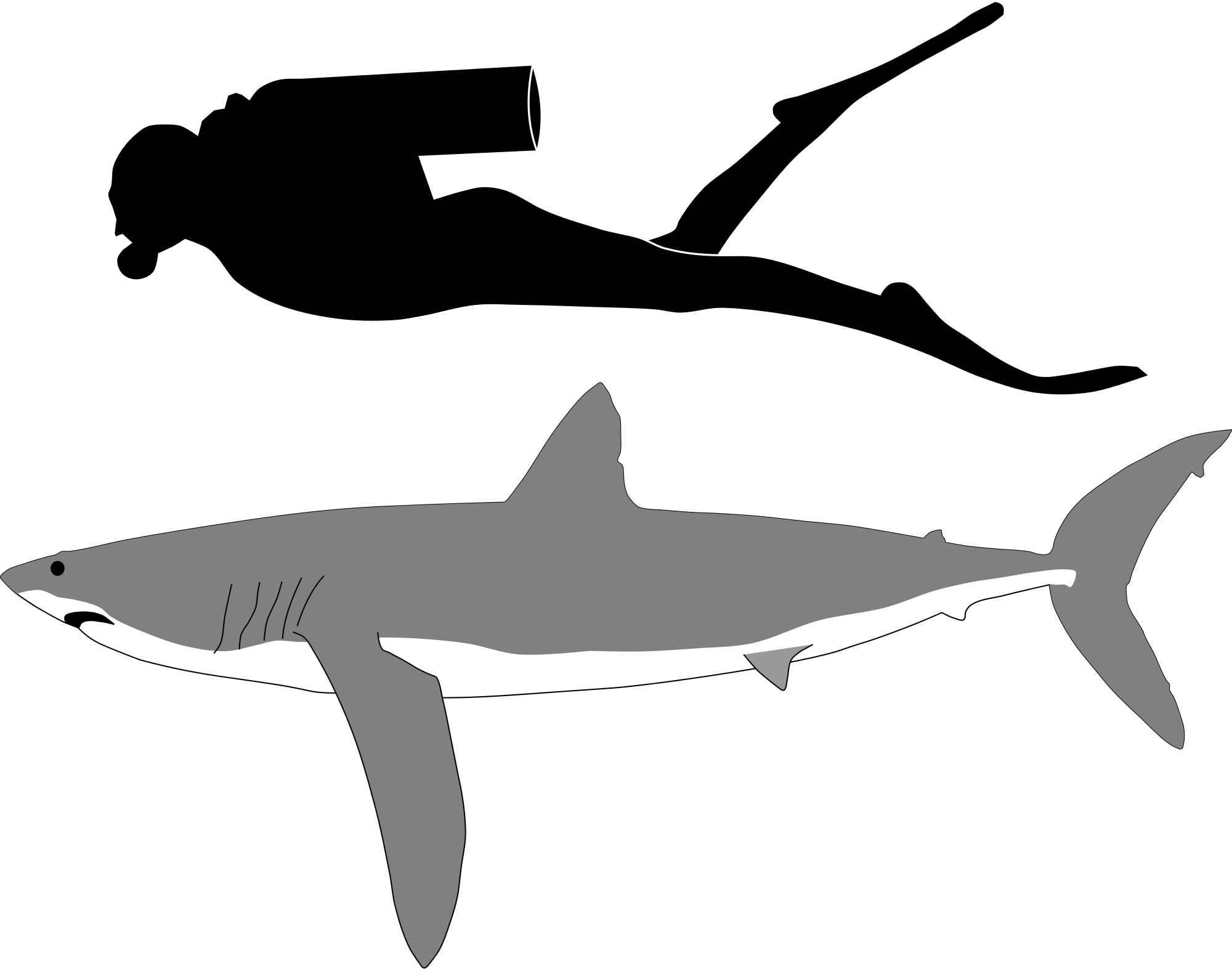 13 Ft - Big Is A Mako Shark (2000x1573)