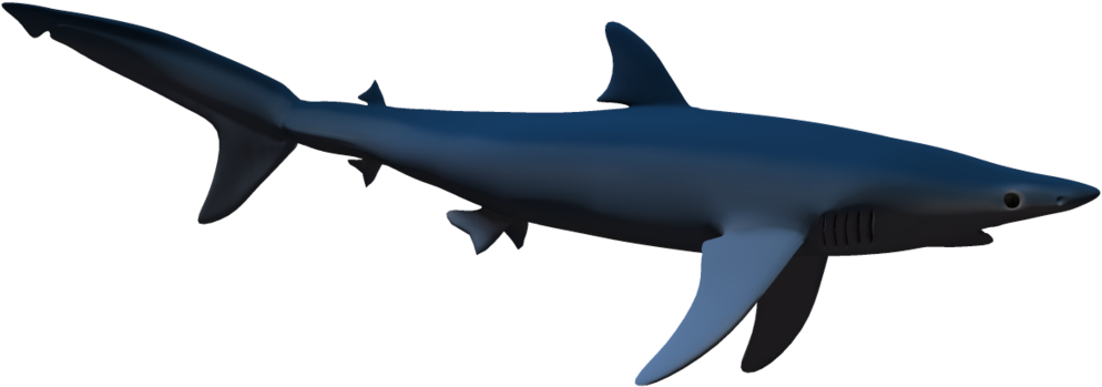Shark Png - Shark Shadow Png (1024x639)