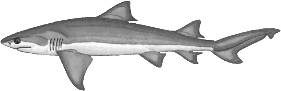 Lemon Shark Negaprion Brevirostris - Squaliformes (934x316)