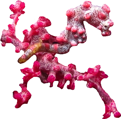 Seahorse Survey Course - Pygmy Seahorse Png (570x527)