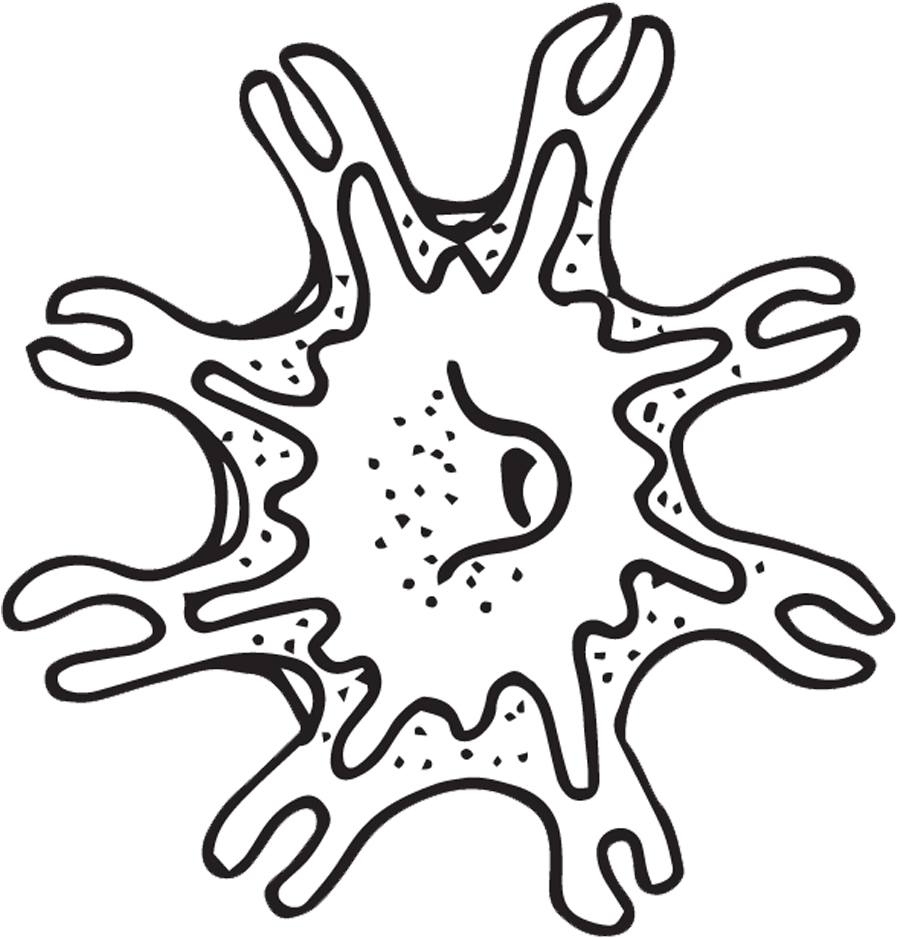 Jellyfish Clipart - Clip Art (1000x1000)