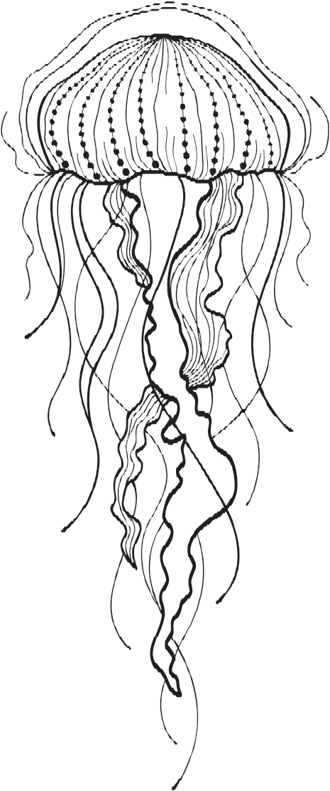 Jelly Fish Drawing At Getdrawings - Line Art (465x1112)