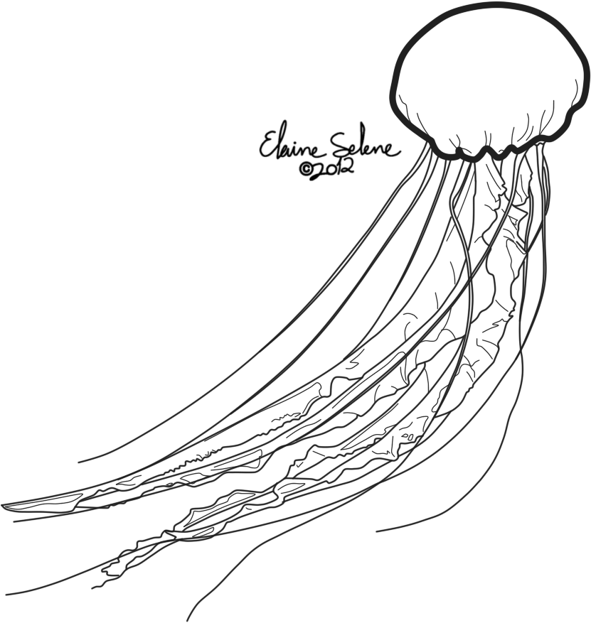 Drawn Jellies Draw A - Jellyfish Draw Png (869x915)