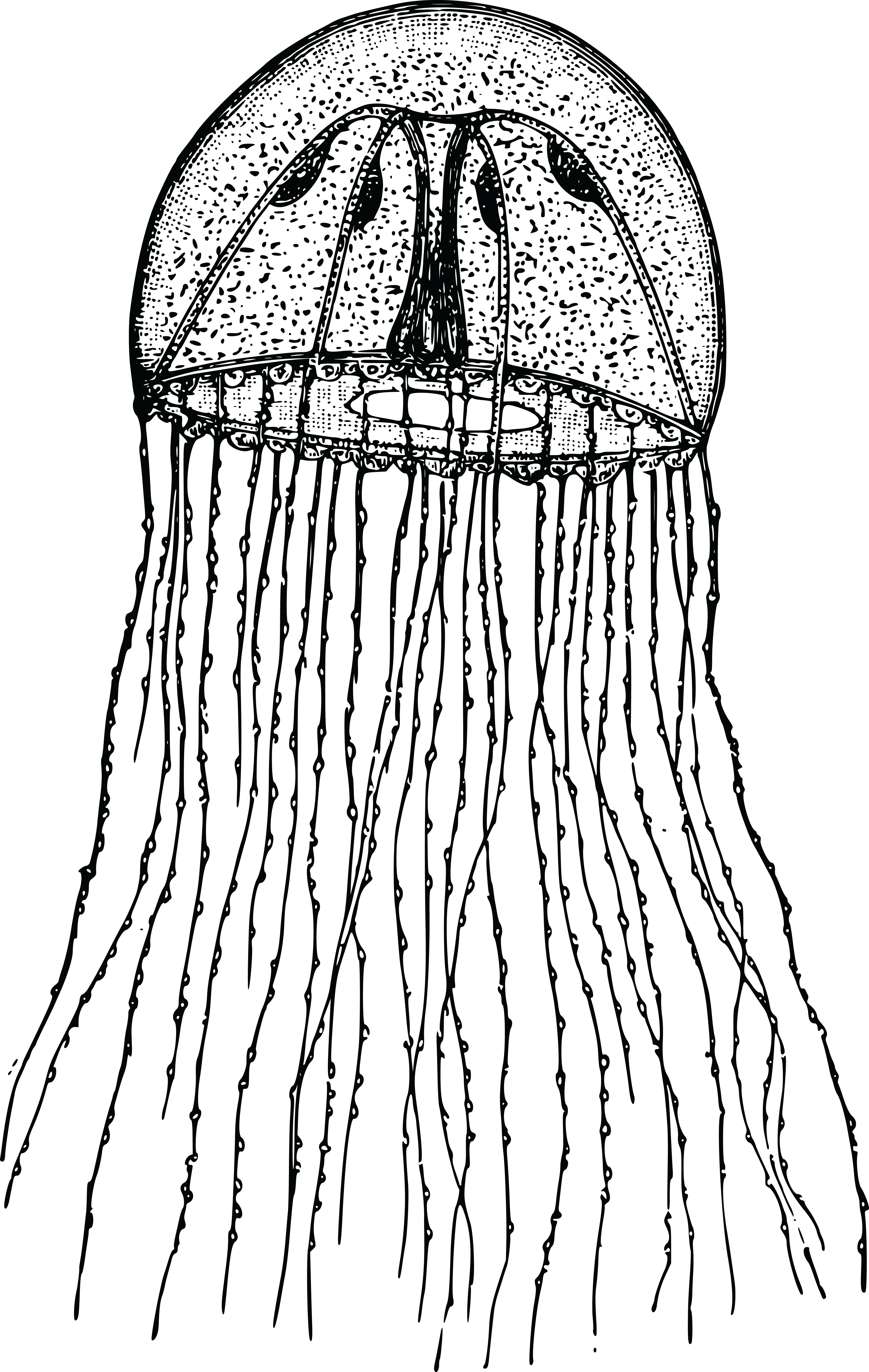 Free Clipart Of A Jellyfish - Hydrozoa Png (4000x6314)