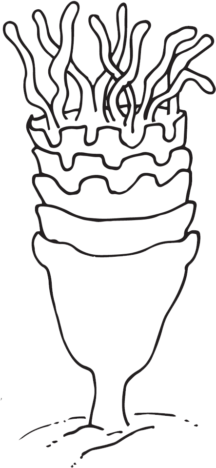 Free Jellyfish Life Cycle Clipart, Featuring Hand Drawn - Line Art (1000x1000)