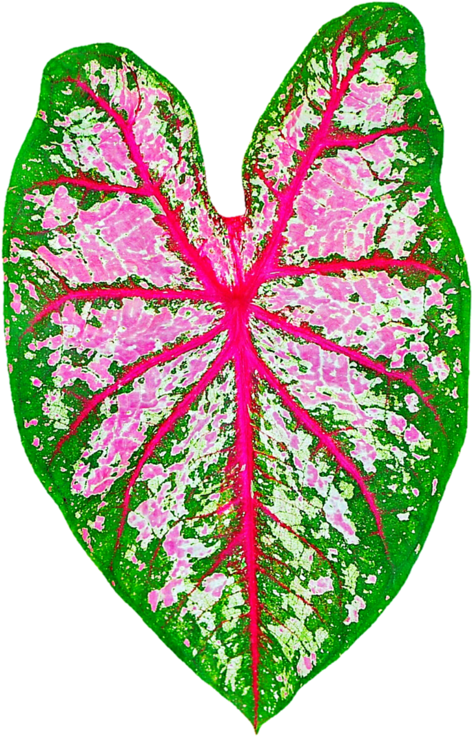 Tropical Elephant's Ear By Jeanicebartzen27 - Beautiful Pink And Green Caladium Leaf Garden Plant (730x1095)