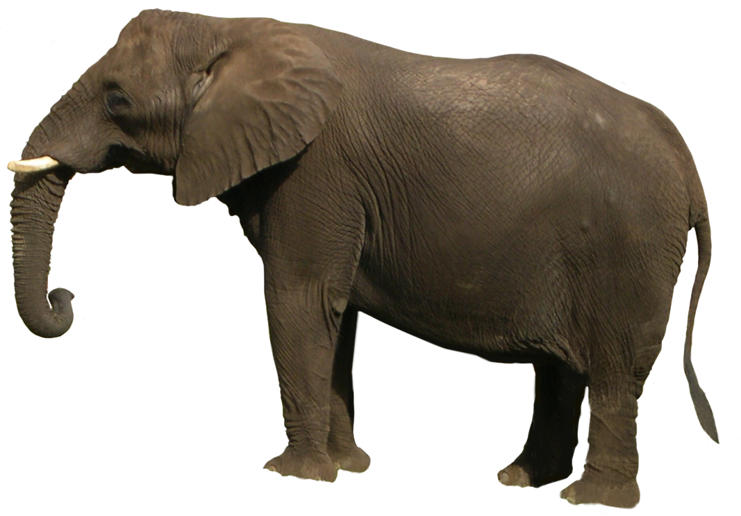 Elephant - Elephant Png (1097x778)