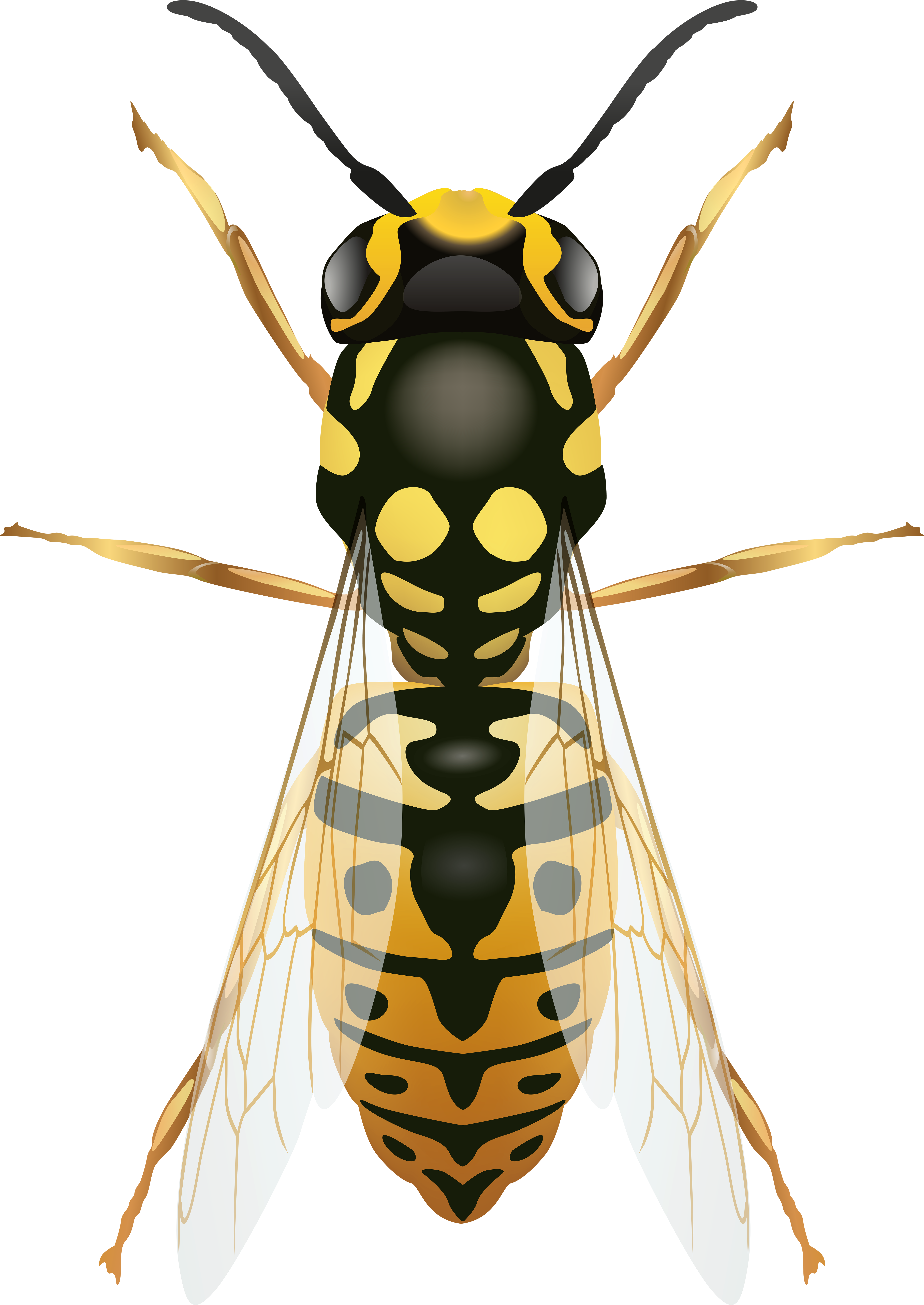 Wasp Png Clip Art - Clip Art (5668x8000)