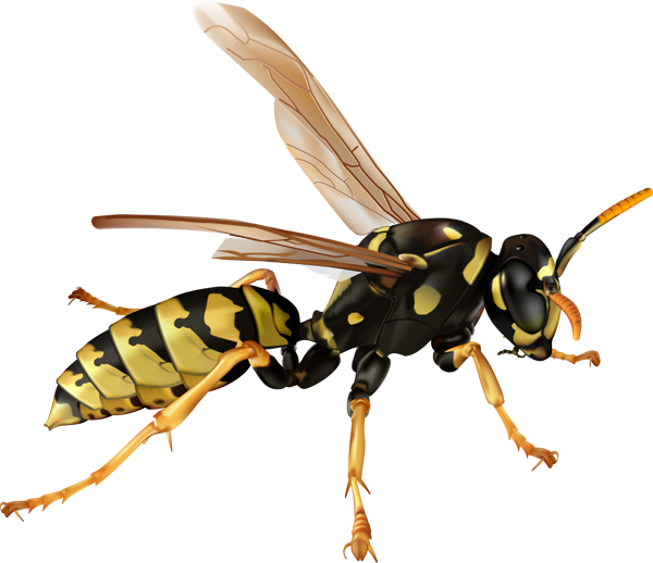 Hornet Bee Ant Wasp Clip Art - Hornet Bee Ant Wasp Clip Art (600x518)