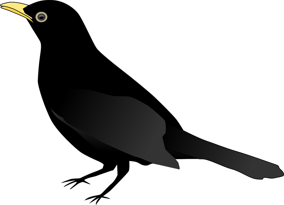 Clipart Birds Black Bird Clip Art Images 2 Clipartbarn - Blackbird Clipart (960x692)