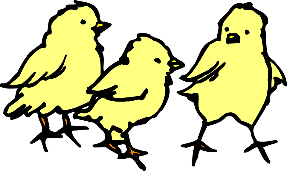 Chick Baby, Barn, Farm, Chicken, Art, Chicks, Chick - Baby Chicks Clipart (960x574)