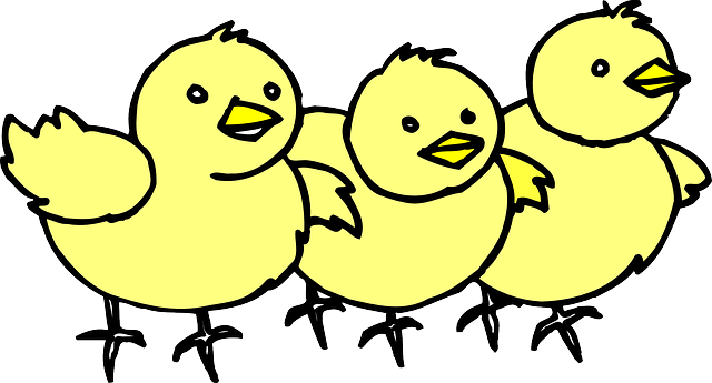 Baby, Barn, Farm, Chicken, Line, Art, Chicks, Chick - Chicken (640x345)
