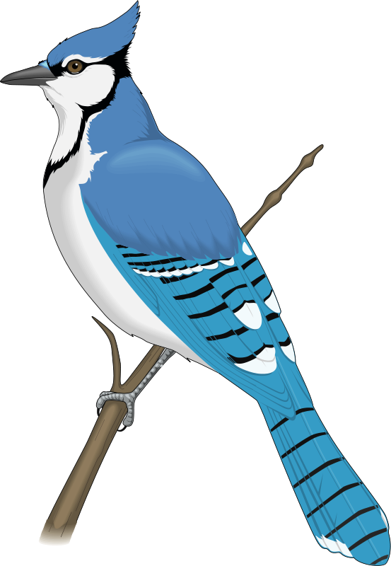 Free Vector Bird - Jay Bird Clip Art (553x800)