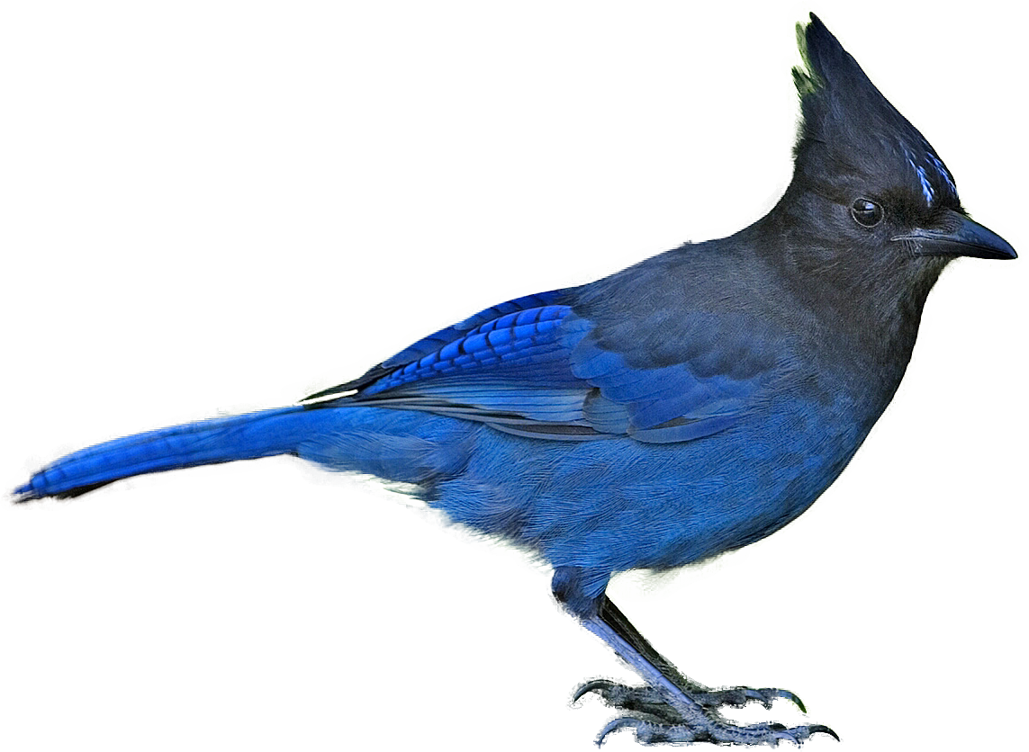 Blue Jay Clip Art - British Columbia Provincial Bird (1143x836)