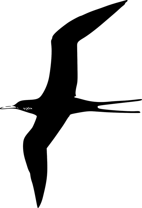 Seagull Clipart Black And White Free To Use Clip Art - Bird Clip Art (493x720)