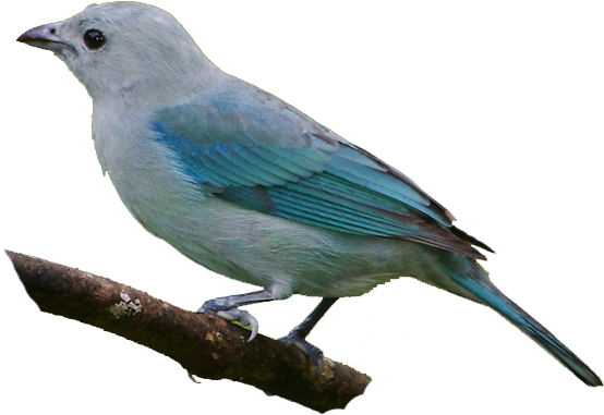 Masked Birds - Bird Clipart Realistic (593x436)