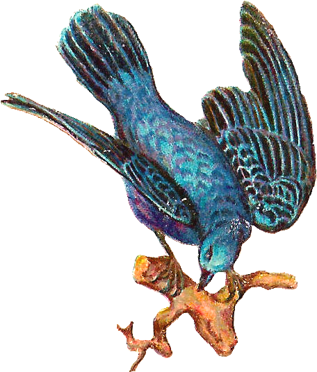 Blue Bird Clipart - Red-tailed Hawk (669x757)