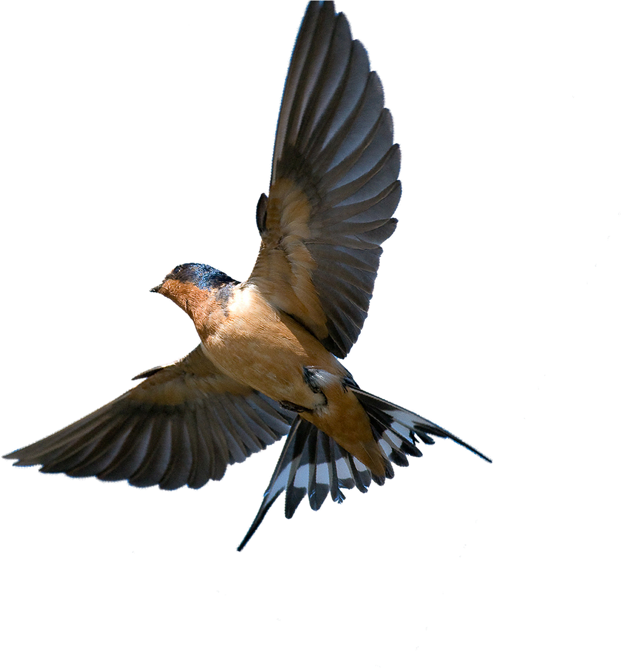 The Meaning And Symbolism Of The Word - Barn Swallow In Flight (1324x1348)