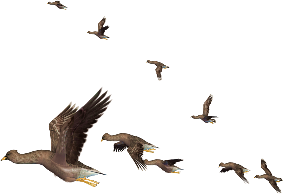 Parrot Clipart Real - Birds Flying Png (1024x768)