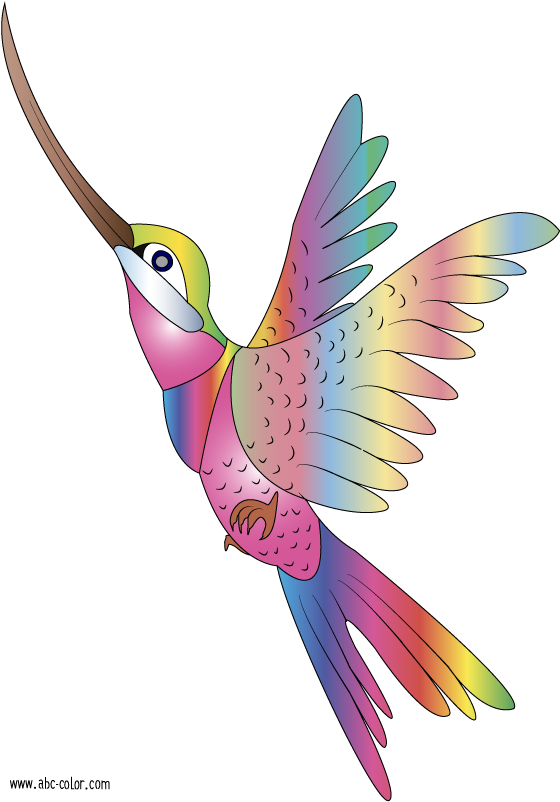 Bird Clipart - Colibries Dibujos Animados (567x822)
