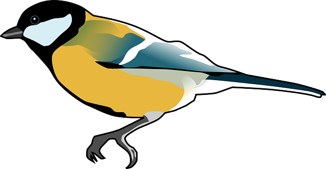 Animal Tomtit, Bird, Titmouse, Tit, Ornithology, Animal - Blue Tit Clip Art (640x333)