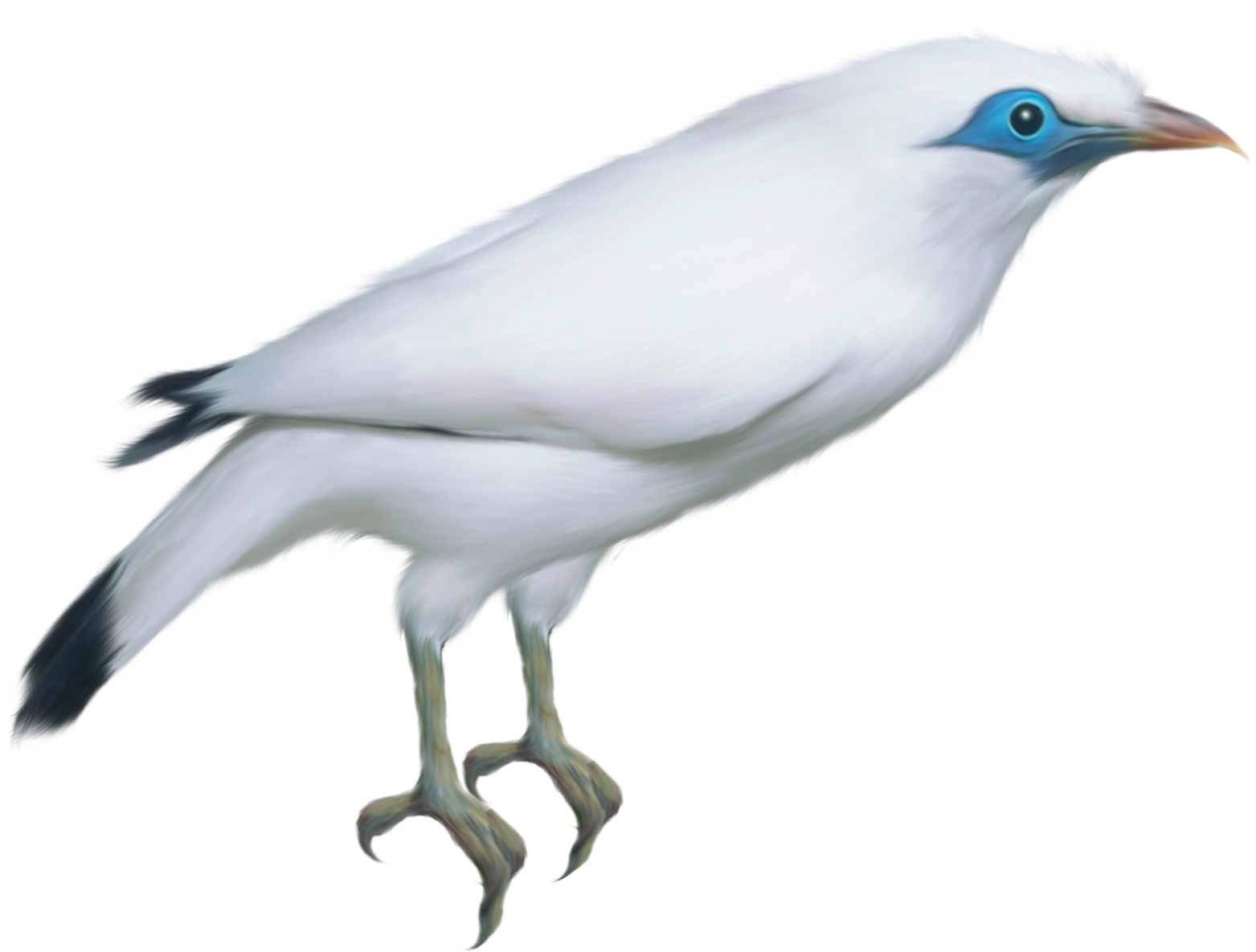 White Bird Transparent Png Clipart Picture - Clip Art (1643x1304)