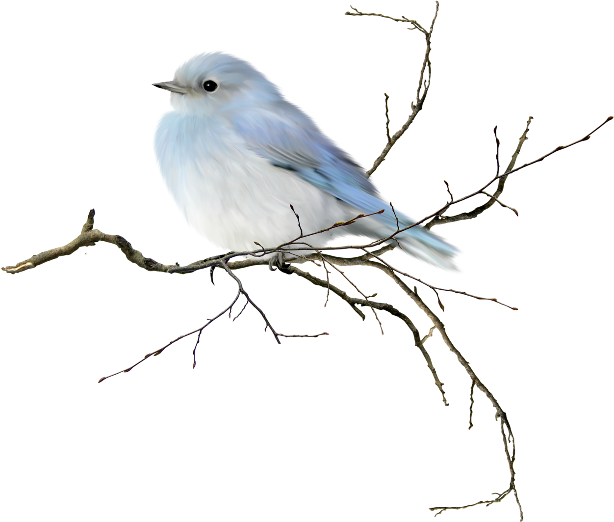 Ribbon Clipartbird - Watercolor Birds (1280x1062)