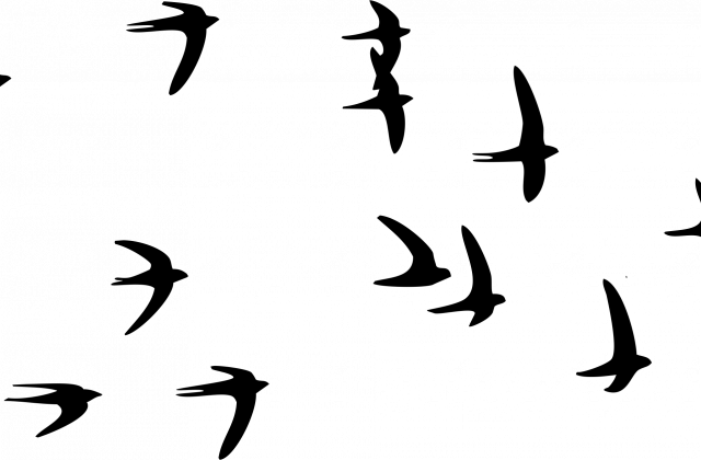 Flying Bird Png Image - Transparent Flying Bird Png (640x420)