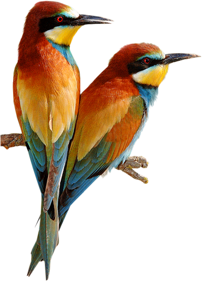 Tubes Oiseaux,birds,png - Beautiful Birds Of The World (400x555)