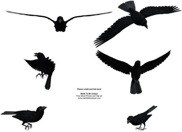 Madetobeunique 10 0 Free Stock Flying Black Raven By - Flight Raven Bird Silhouette (600x480)