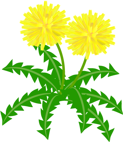 For Download Free Image - たんぽぽ イラスト 高 画質 (482x480)