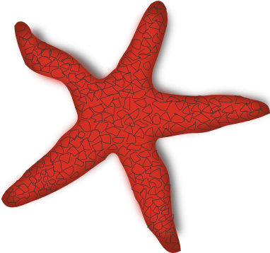 Sea Star Clip Art - Starfish Clip Art (600x357)