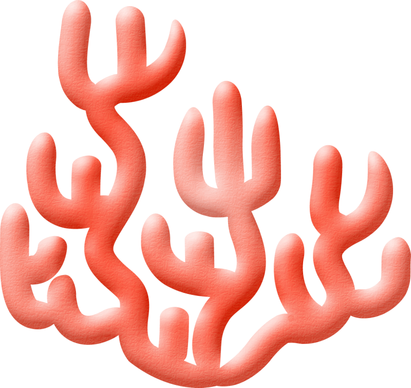 ○•‿✿⁀ocean Safari‿✿⁀•○ - Anemonas Png (800x755)